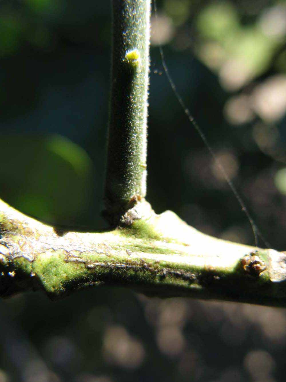            First year twig (Winter Haven, FL)   